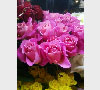 薔薇　ロイヤルウェディング